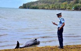 The dolphins have been dying in an area affected by an oil spill caused when the Japanese ship, the MV Wakashio, struck a coral reef last month.