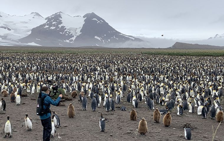 Silverback Films Ltd producer/director Jon Clay filming king penguins at Salisbury Plain, South Georgia [STEVE BROWN]