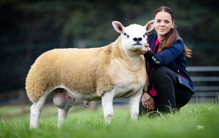 Bidding started at 10000 guineas (some US$ 13,000). Bidding drove up the price until an agreement was reached for the sheep to be shared between three farms.