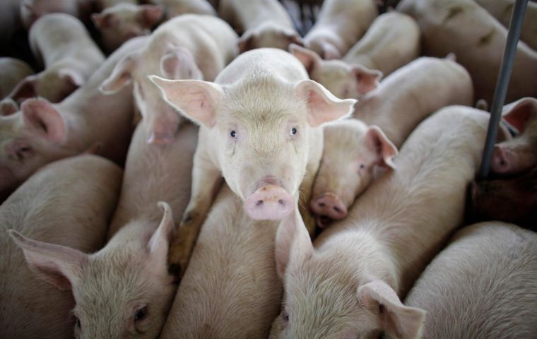 The animals, created for the first time by researchers in the US and Britain using a gene-editing tool called CRISPR-Cas9, could be used as “surrogate sires”