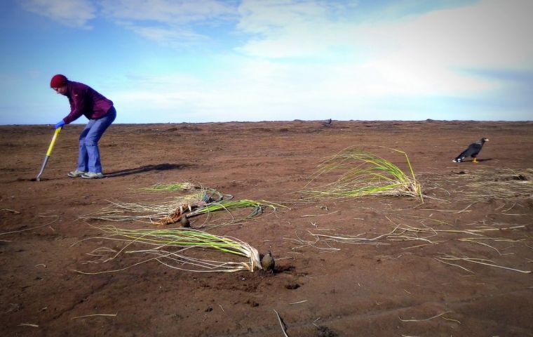 An Intra-Island Invasive Species and Biosecurity Protocol was considered by the Falkland Islands' Environmental Commmittee on September 3.