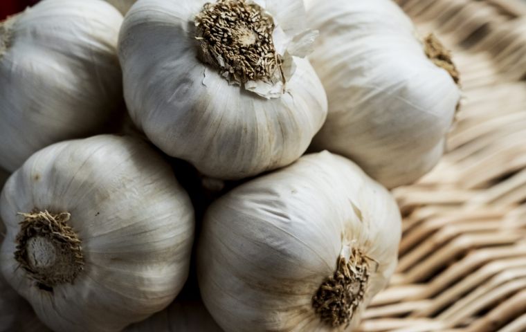 Egyptian sales of garlic to Brazil in the first eight months of 2020 exceeded US$ 5 million