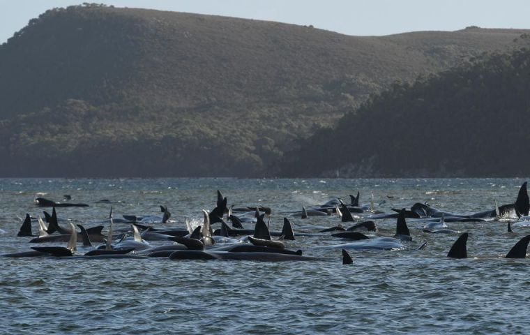 Government scientists estimated about 90 of around 270 pilot whales trapped in shallow water had died since the stranding was reported a day earlier.