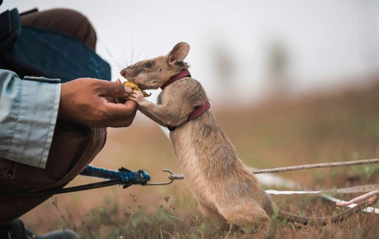 The gold medal is engraved with the words, “For animal gallantry or devotion to duty” and recognizes “animal bravery and exceptional devotion to duty”