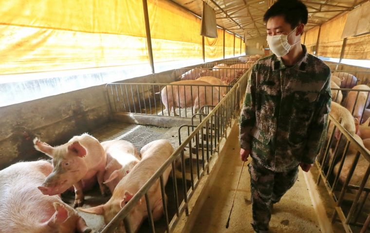 China is currently rebuilding its pork industry. African swine fever decimated the country’s swineherd in 2018 and Beijing had to considerably increase imports