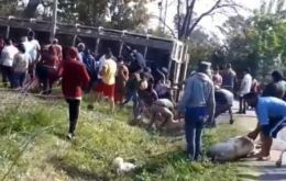 Pictures of the chaotic situation rapidly became viral as police officers tried to catch some of the hogs and arrest those involved in slaughtering   