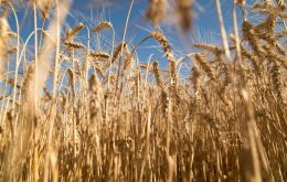 “This is the first approval in the world for drought-tolerant genetic transformation in wheat,” the CONICET said in a statement.