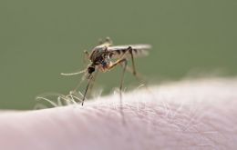 Transmitted mainly through mosquito bites, the virus can lead to a fatal neurological disease, but some 80% of those infected never develop symptoms