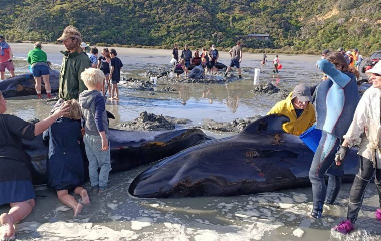 Rescuers and volunteers worked all day on Saturday to refloat about 25 of the animals, part of a pod of about 40 to 50 pilot whales who got stranded. Photo: STUFF