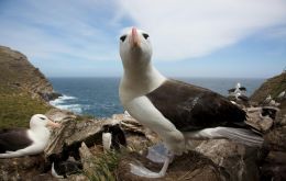 To understand how Falklands' seabirds might cope in a warmer climate, scientists set out to study the history of climate change and ecological changes on Islands