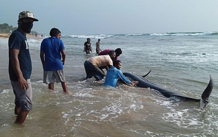 Despite the fact this was the island nation’s biggest ever beaching event, the vast majority of the animals were rescued with only two believed to have died