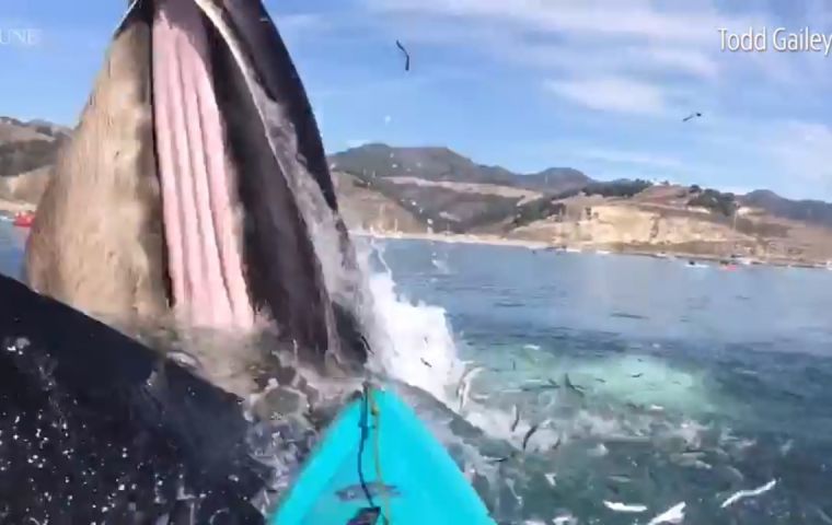 The event was caught in video and has made its round on the internet. Humpback whales in California are known to be active all year-round,