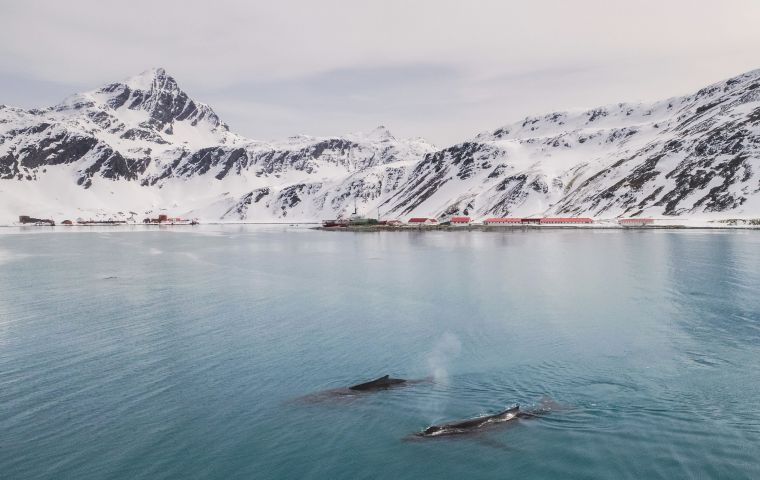 The whaling industry collapsed at South Georgia in the 1960s, as whale numbers decreased and whales virtually disappeared from South Georgia waters.