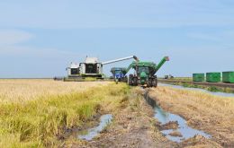 During the rice commercial year (March-October), Brazil exported 1.54 million tons of the cereal, compared to 852,240 tons a year earlier