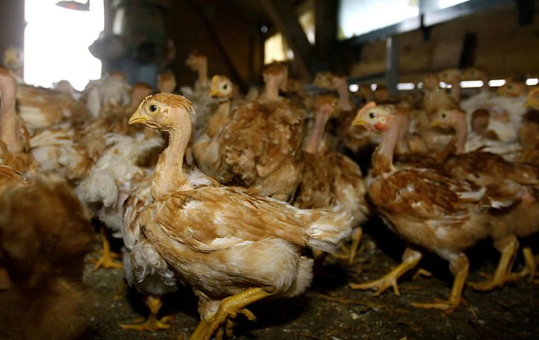 Health workers slaughtered around 100,000 hens at a poultry farm at Hekendorp outside Gouda while 90,000 chicks were culled at Witmarsum