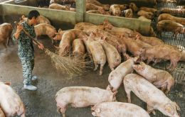 For more than two years, Chinese breeders have battled outbreaks of African swine flu that reduced the country’s domestic pig herd in 2019 by 41%