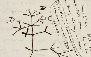 Charles Darwin's “Tree of Life” sketch is seen on a page of “Notebook B,” one of the trove of Darwin documents that had been stored in the Cambridge University library 