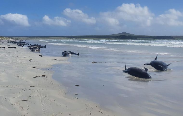 It is unclear what caused the stranding on the islands, which are 800km east of New Zealand.