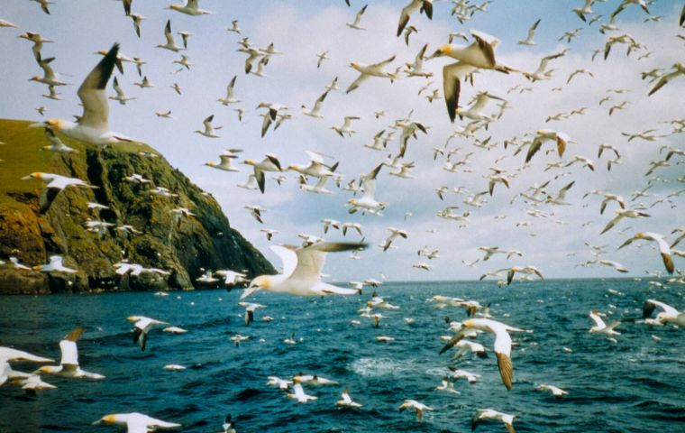 The Sea of Hebrides is the largest of the new MPAs and includes habitat visited by basking sharks.