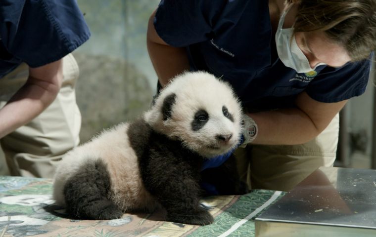 The panda loan deal between the United States and China had been set to expire in December.