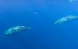 The team of researchers came upon three unusual specimens while tracking a different, rare species of typically shy beaked whales Mexico's San Benito Islands