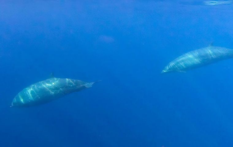 The team of researchers came upon three unusual specimens while tracking a different, rare species of typically shy beaked whales Mexico's San Benito Islands