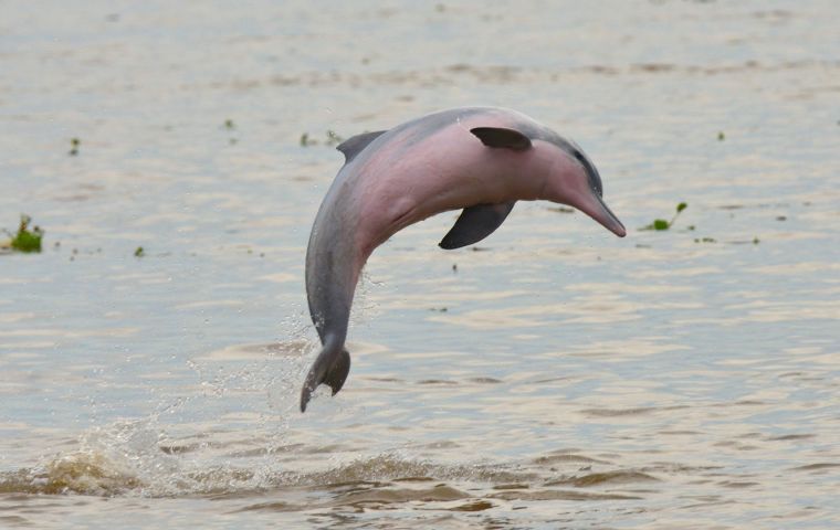 The organization also moved an Amazon dolphin with a pinkish belly the Tucuxi to its endangered list, meaning that all of the world's freshwater dolphins are now threatened 
