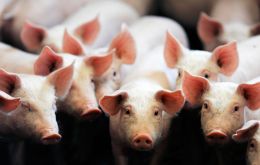 The US company behind the pig is United Therapeutics Corporation. It plans to develop medical products, such as blood thinners, that will not cause allergic reactions