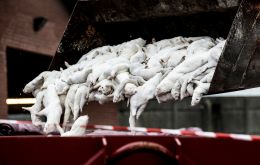 Denmark's entire herd of some 17 million mink destined for the high-end fashion industry was ordered to be culled after farms suffered outbreaks of coronavirus