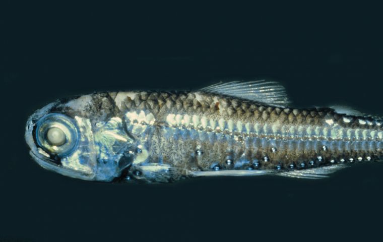 Lanternfish have tiny organs known as photophores, inside which a chemical reaction takes place to give off bioluminescent light