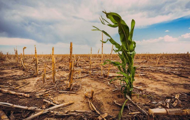 For the seven days ending January 10, 2021, precipitation is forecast to continue to run at a deficit in southern Brazil and growing regions of Argentina. 