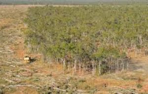 Analysis by WWF found that just 29 sites across South America, Africa and South-east Asia were responsible for more than half of the global forest loss.