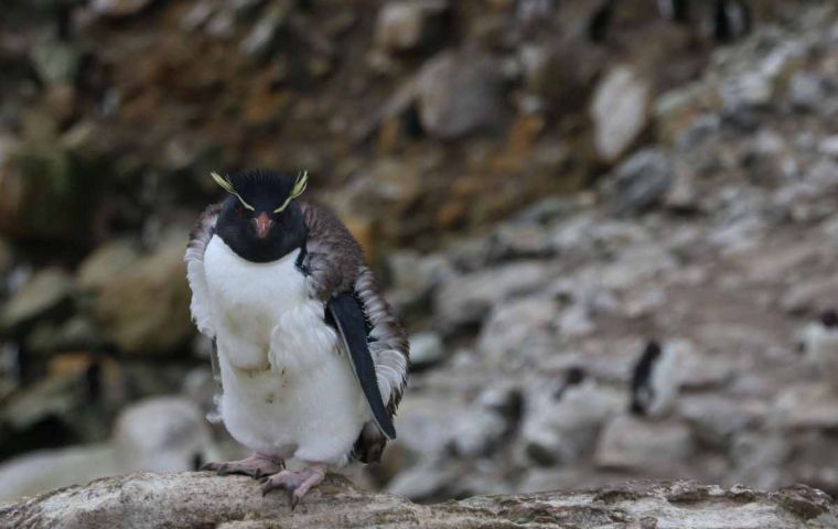 Every penguin must moult once a year, normally between December to March, by drastically shedding all their feathers and re-growing new feathers in one go – hence the “catastrophic”