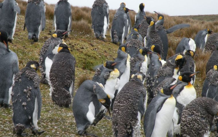 Penguins come ashore to moult over a 3-4 week period; they are unable to go to sea to feed and sometimes restricted to their water intake. Photo: John Buckingham