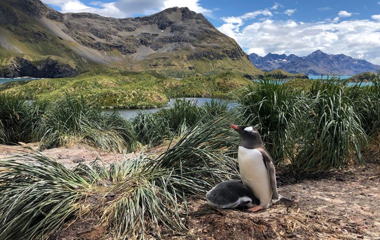 South Georgia is home to important colonies of penguins, including Gentoo. Their main diet is krill – a small shrimp-like crustacean – that is abundant in the area.