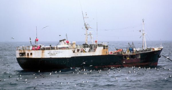 South Georgia Patagonian toothfish fishery recertified with flying colors - Vimarsana News