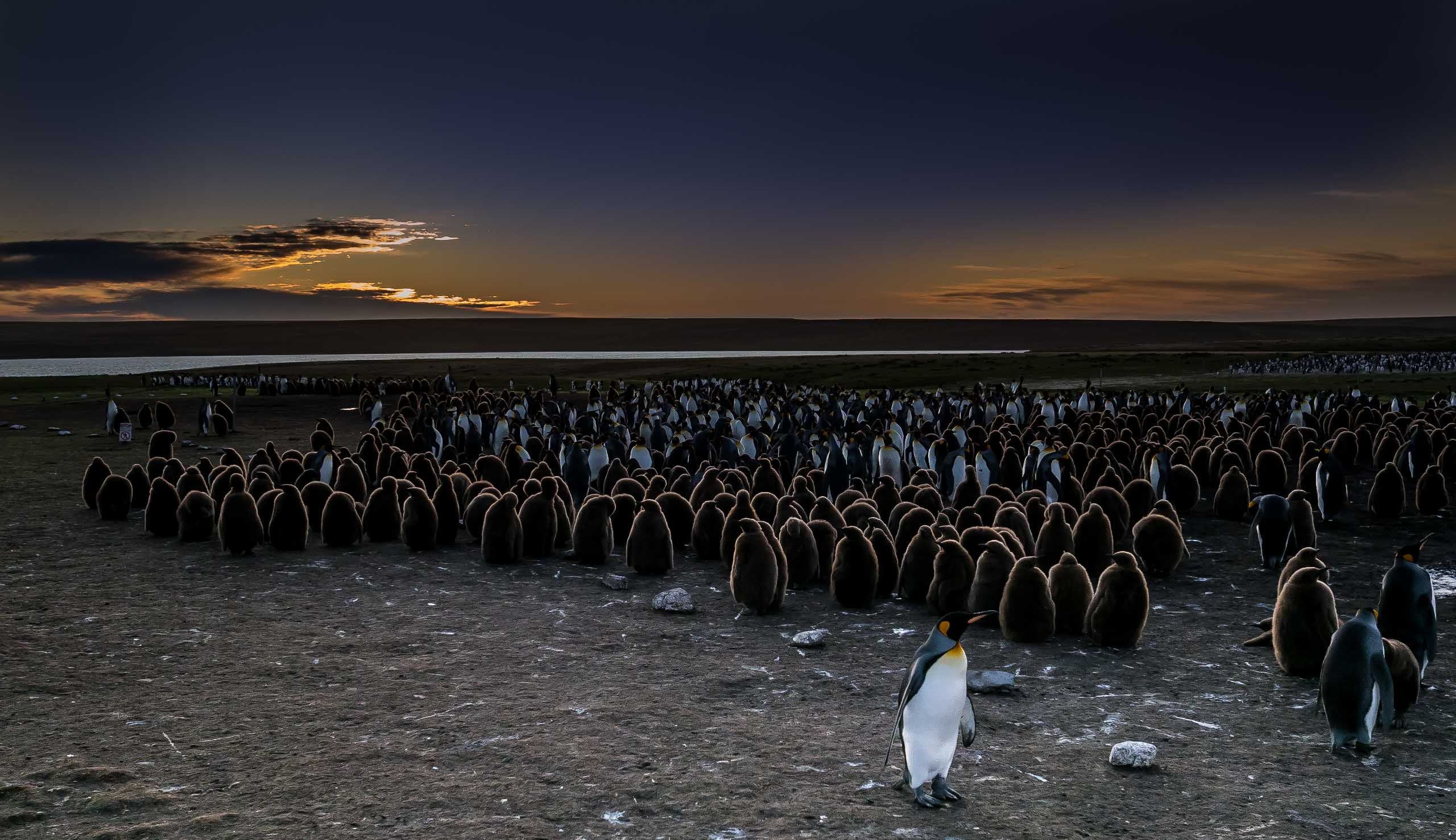 Falklands' majestic King penguins at Volunteer Point — MercoPress