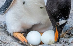 While one adult is at sea feeding the other has to stay with the egg or chick until the partner returns. Photo: Derek Pettersson