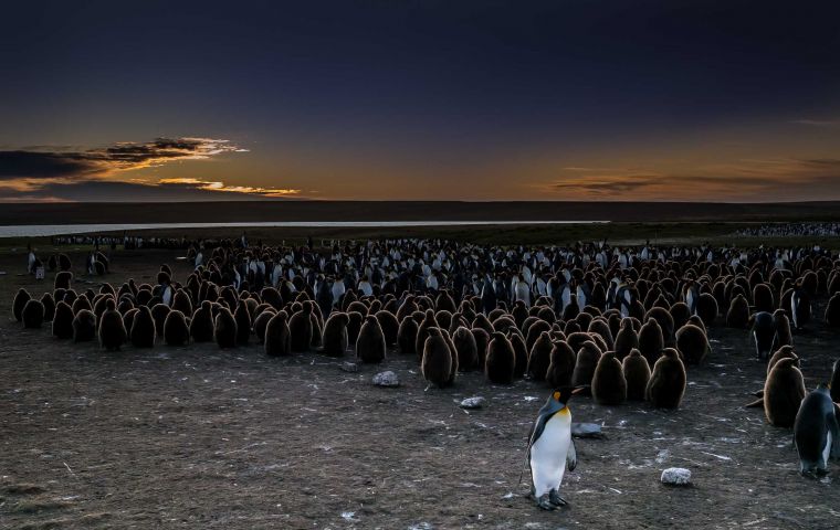 Volunteer Point is a nature reserve of around 10,000 acres. Photo: Derek Pettersson