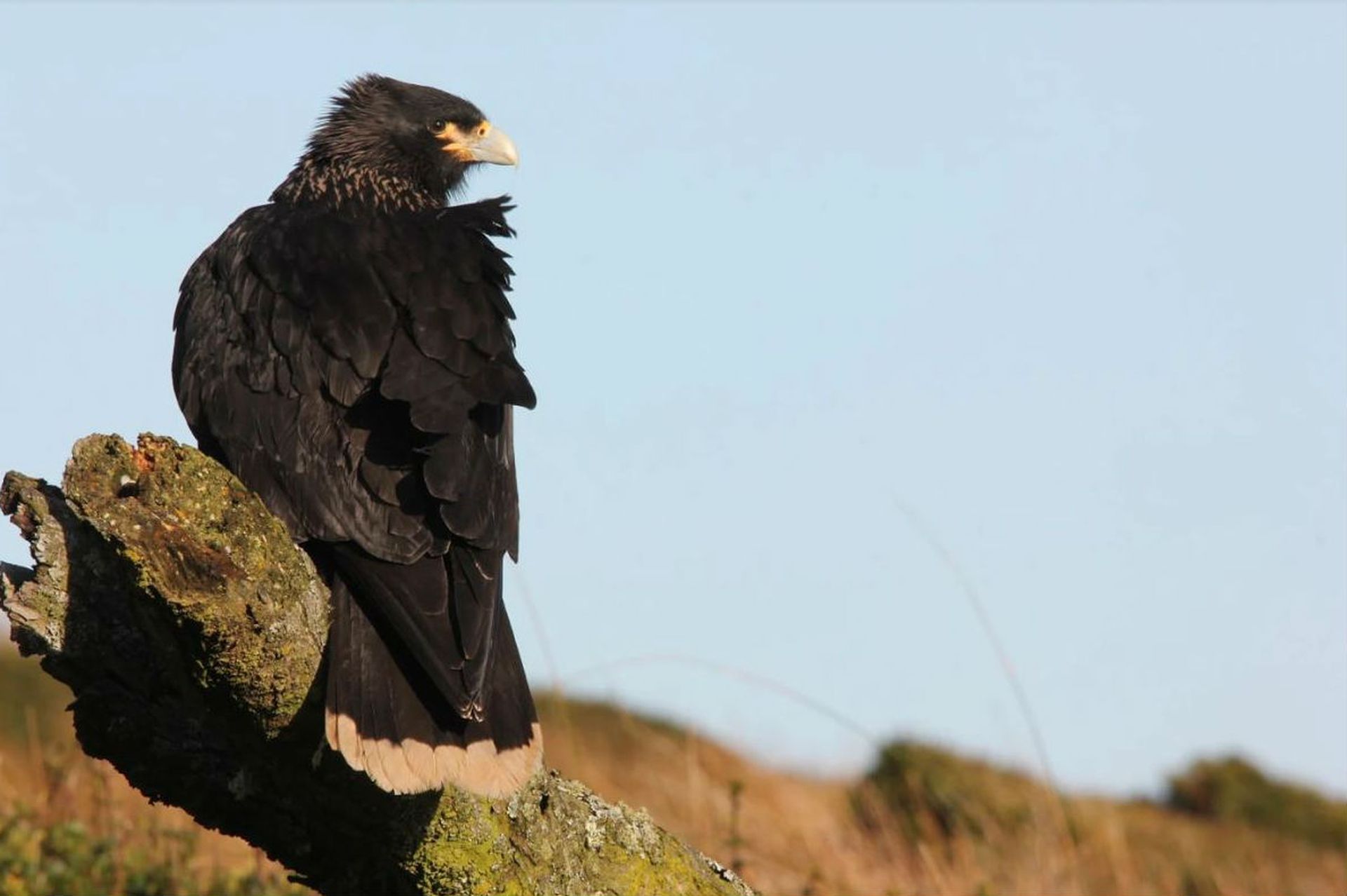 Rooks among the rocks, Birds