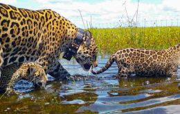 Mariua, an adult jaguar who was rescued as an orphan cub in Brazil, and her two captive-born cubs were released into Gran Iberá Park in January 2021