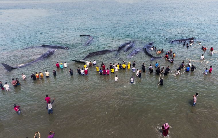 The governor said there will be an investigation into the stranding and samples from dead whales will be sent to a regional university for study