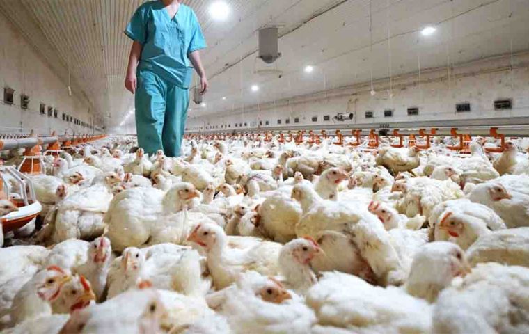 The head of Russia's health watchdog Rospotrebnadzor, Anna Popova, said scientists at the Vektor laboratory had isolated the strain's genetic material from seven workers at a poultry farm