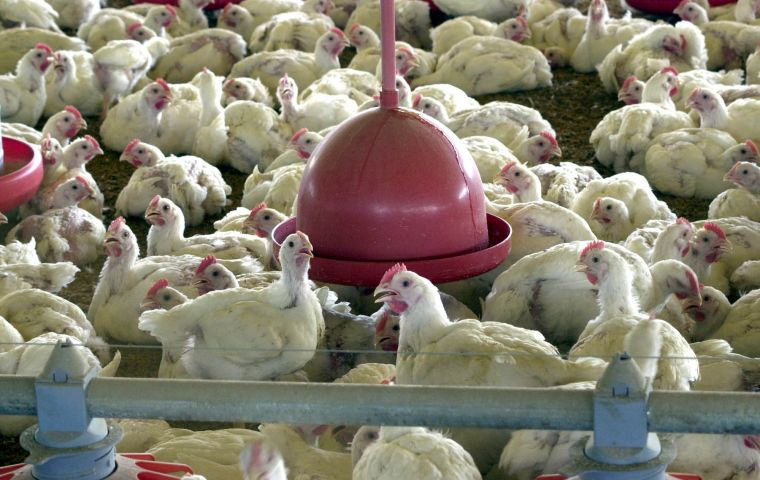 Brazil, the world's largest halal chicken exporter, requested WTO consultations with Indonesia in 2014 concerning measures blocking its access to that market.