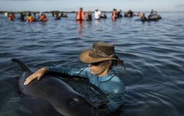 The whales were part of a pod of around 50 found on Monday at Farewell Spit, about 90km north of the South Island tourist town of Nelson