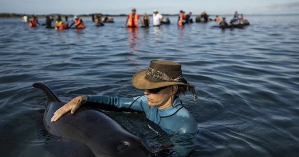 Rescuers in New Zealand manage to refloat some 28 beached pilot whales - Vimarsana News