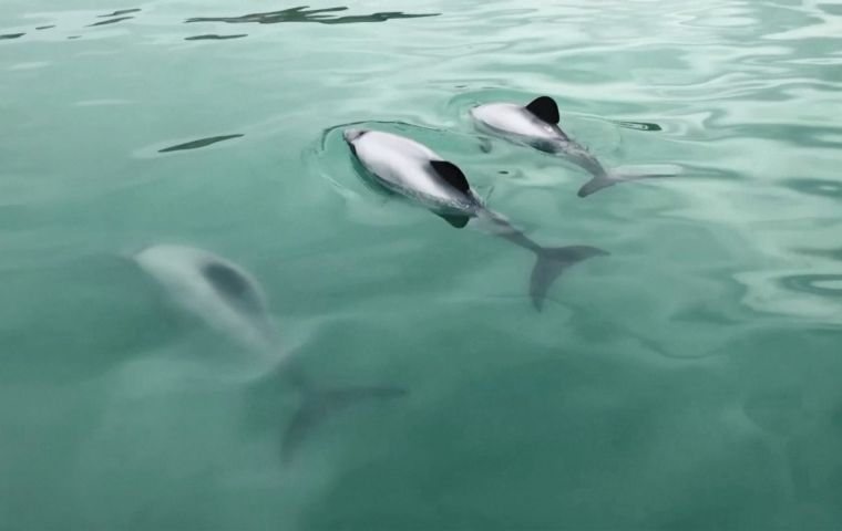 The unmanned aerial vehicle (UAV) is capable of finding and tracking Māui dolphins using artificial intelligence.