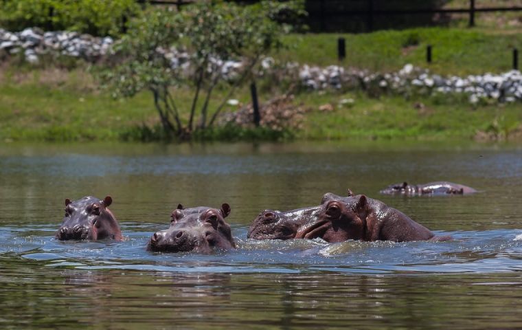 The situation began in the 1980s when Pablo Escobar established a private zoo in Puerto Triunfo, a town along the river