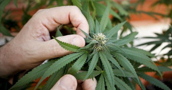 Mexico to join the club of countries that decriminalize cannabis - Vimarsana News