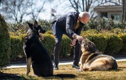 Three-year-old Major, whom Mr Biden and his wife Jill adopted in November 2018 from an animal shelter, had been displaying aggressive behavior